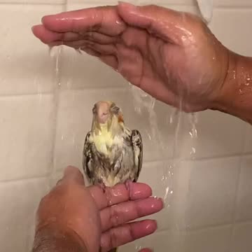 Our pet Cockatiel’s Bath time