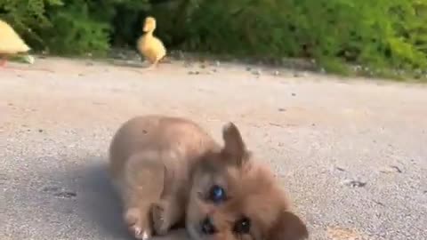 Cute baby 😍😍 Dog 🐕🐕 playing