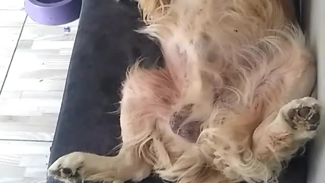 dog snores a lot