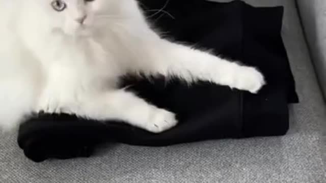 Funny Cats Videos | Did You See This Most Cute Kitten Cat 🐈 🐈