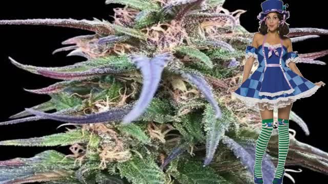 Zamal Bliss – Ace Seeds