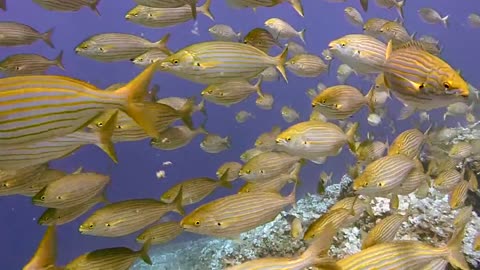 Catching fish under tha sea
