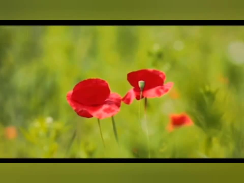 Wonderful place and flowers .