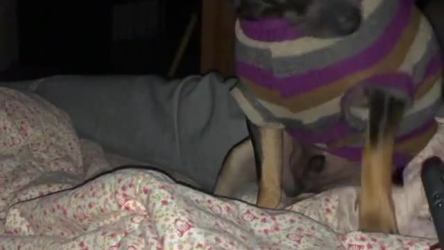 Mom's affection on my pet before mimi