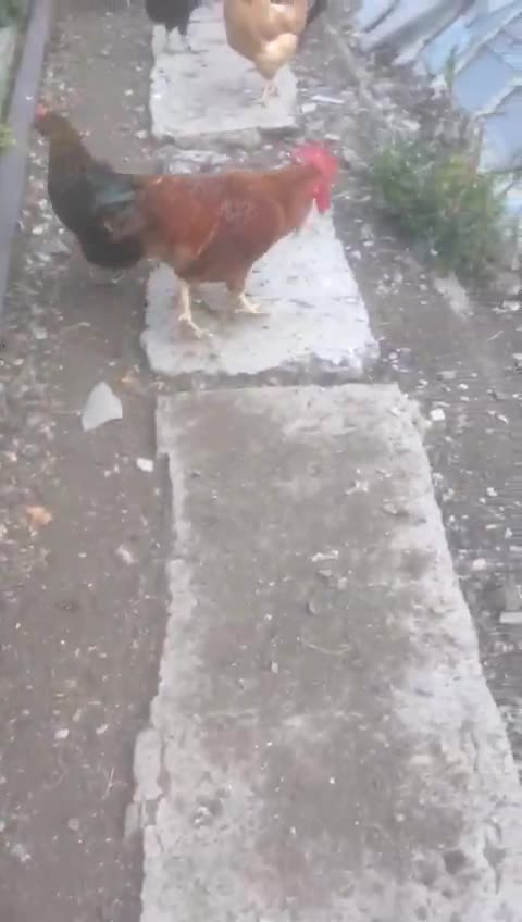 The cock wants to bite me