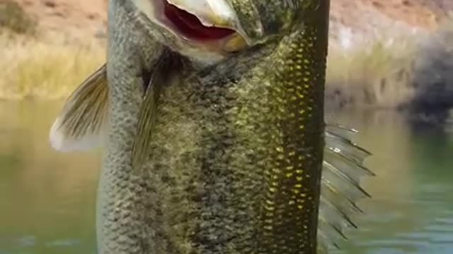 Large Bass Colorado River