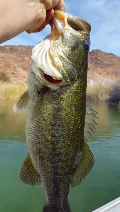 Large Bass Colorado River