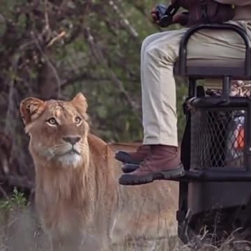 What Next...? Photographer and Lion