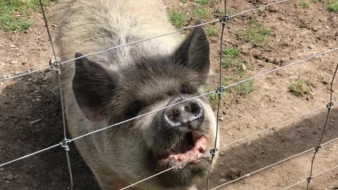 Kunekune Pig is Ready for a Snack