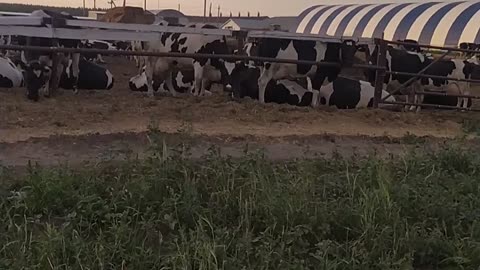 Herd of cows