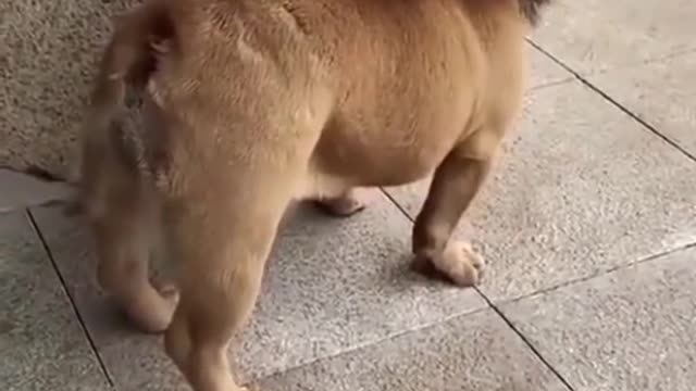 Funny DOG dressed like lion