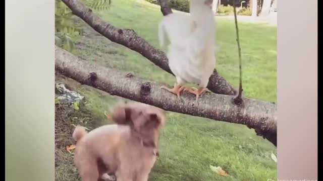 chicken doesn't want to be friendsππππ