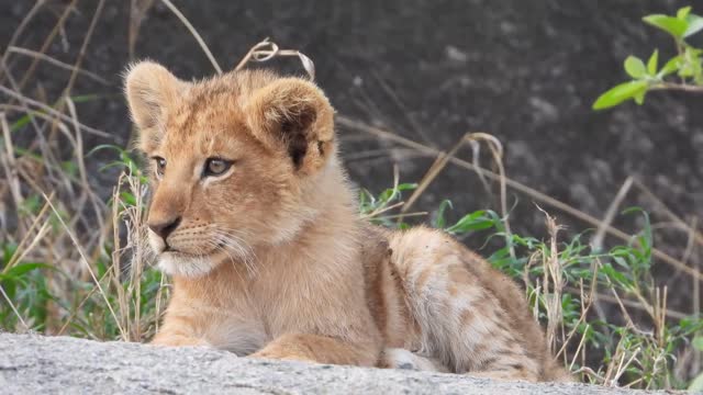 Baby lion scenes