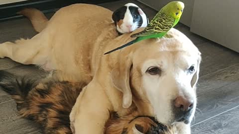 Adorable Pile of Pets