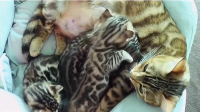 Kittens drink milk from mother cat