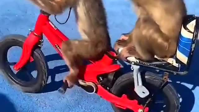 Monkey diraving best video