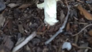 Mushroom