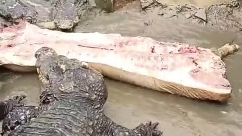 Crocodiles eating pork