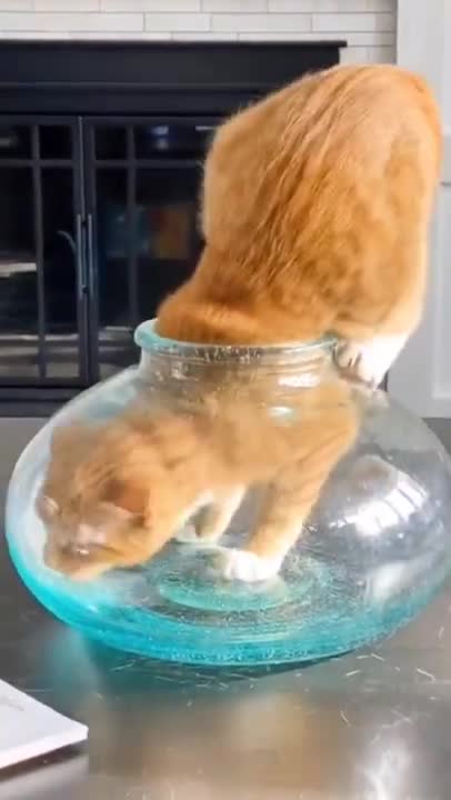 OMG ! So cute and adorable kittens😻 #funny #cat(1)"