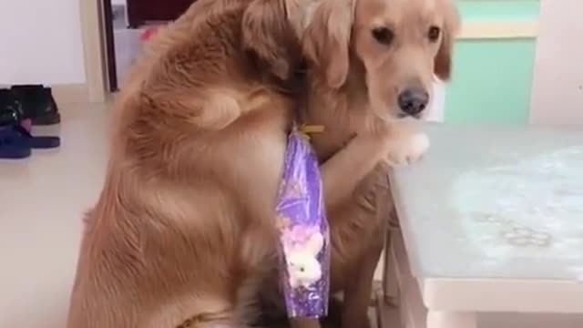 Dogs love Valentine's day, too