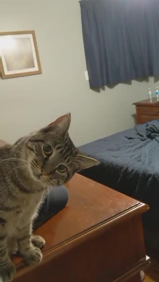 5 Must See Videos About Cute Cat