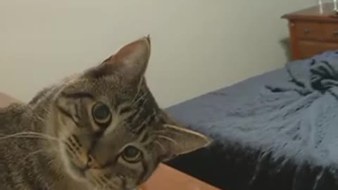 5 Must See Videos About Cute Cat