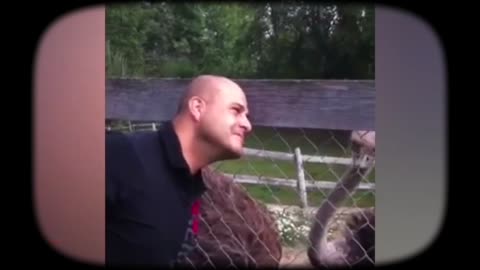 Funny Animals Bald Guy Gets It (Must Watch)