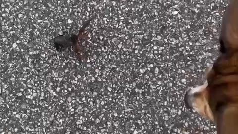 Little Crab Fight