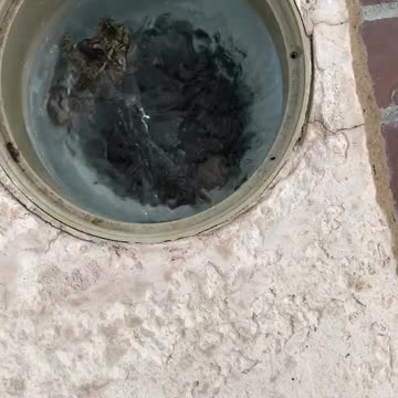 3 snakes in one skimmer