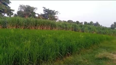 Rice Crop