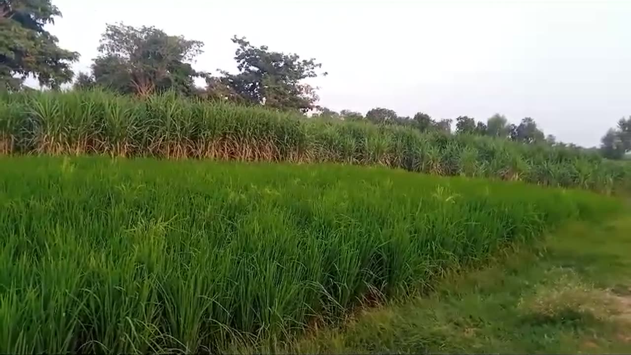 Rice Crop