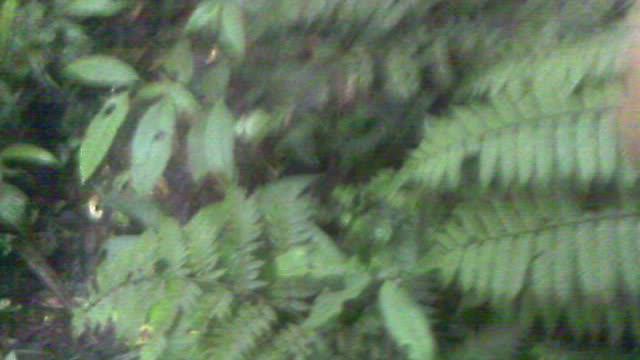 Exotic jungle flowers Pan de Azucar