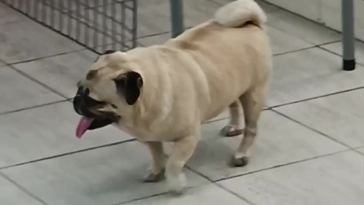 Dangerous dog,#viral#pet#doglovers
