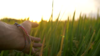 POV shot of a hand trailing through long grass at sunset.