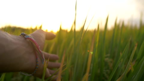 POV shot of a hand trailing through long grass at sunset.