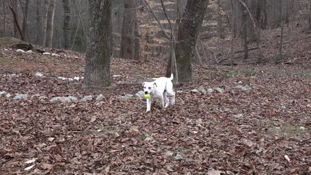 A cute white dog playing football outdoors