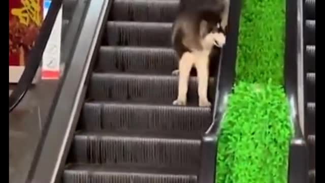 Cute Cat And Dog Funny Video 2021