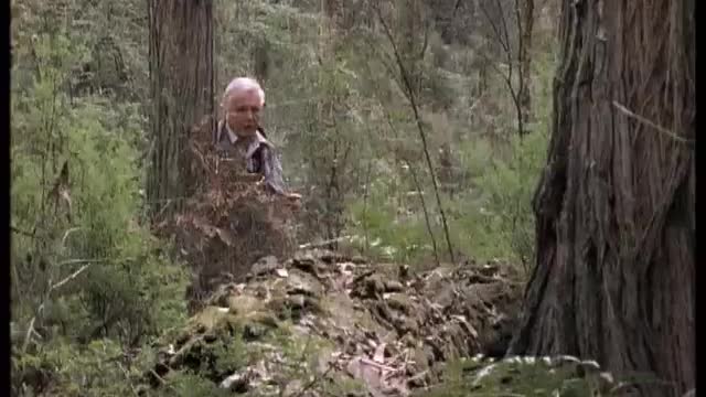 Attenborough_ the amazing Lyre Bird sings like a chainsaw! Now in high quality _ BBC Earth