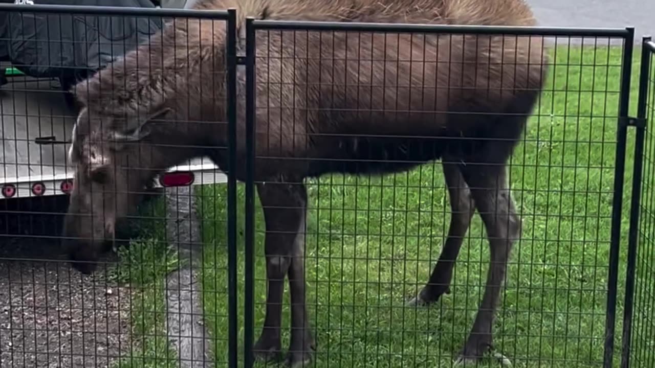 That moose is lucky that fence is there 🤣🤣🤣🤣