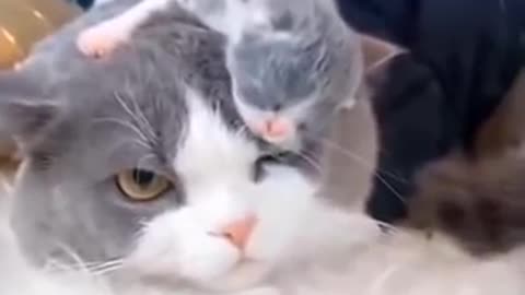 Cute and funny cat video