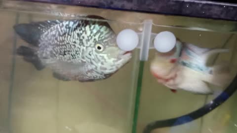 Flowerhorn