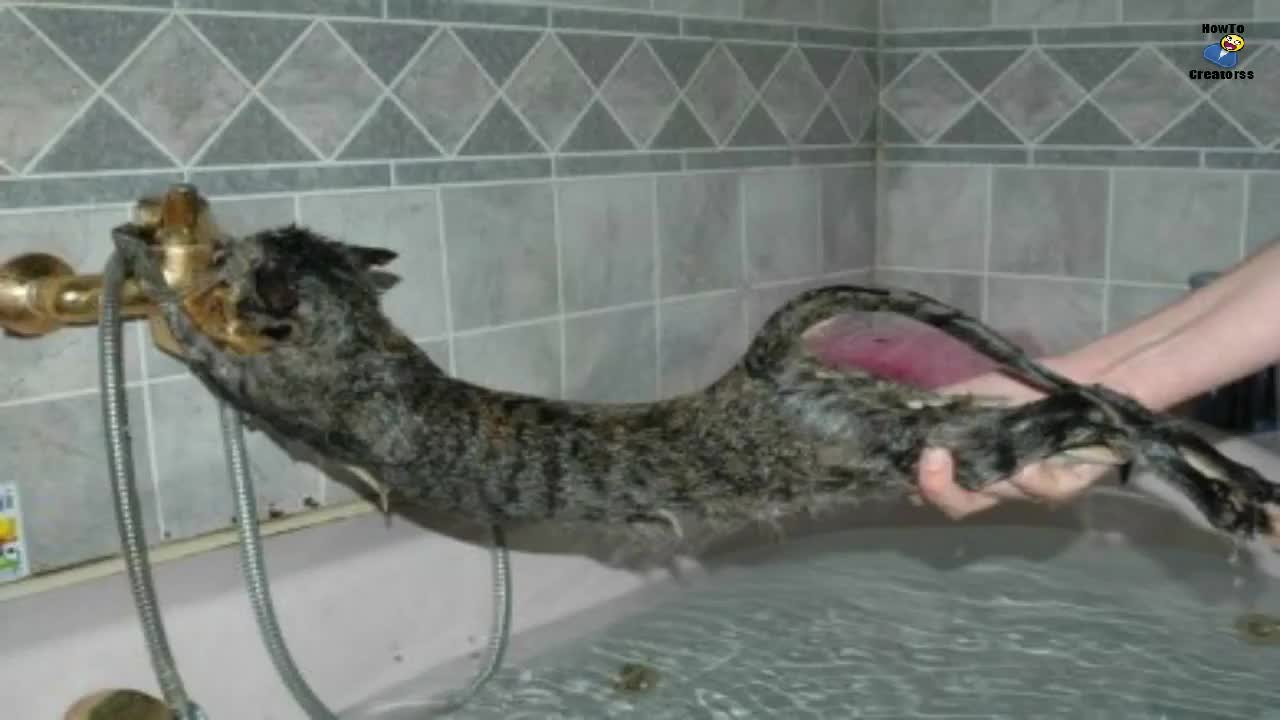 bathing cats