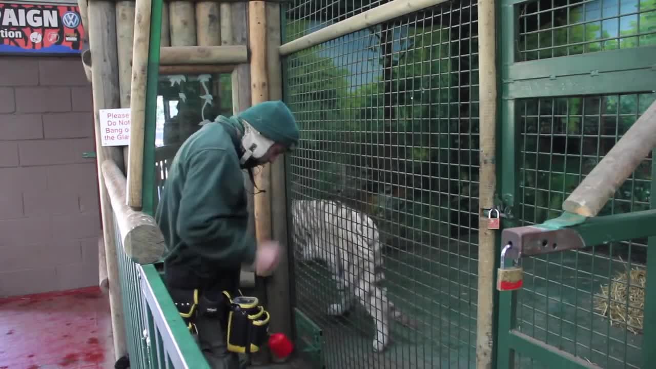 Tiger training by a Men animal trainer