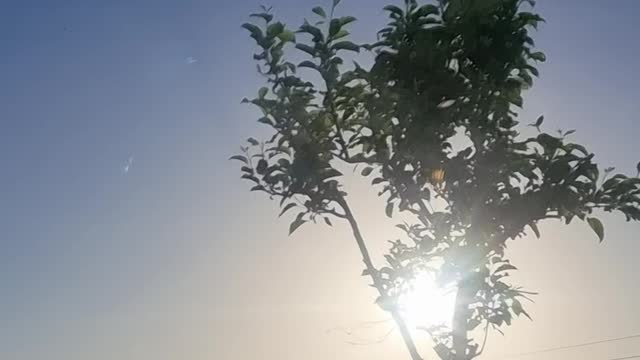 The sun behind the tree in the afternoon.