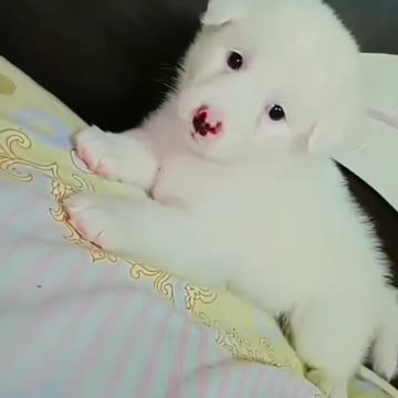 Funny Dog ​​Videos