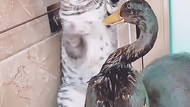 Funny: Four cat claws are no match for one duck bill