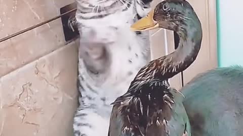 Funny: Four cat claws are no match for one duck bill