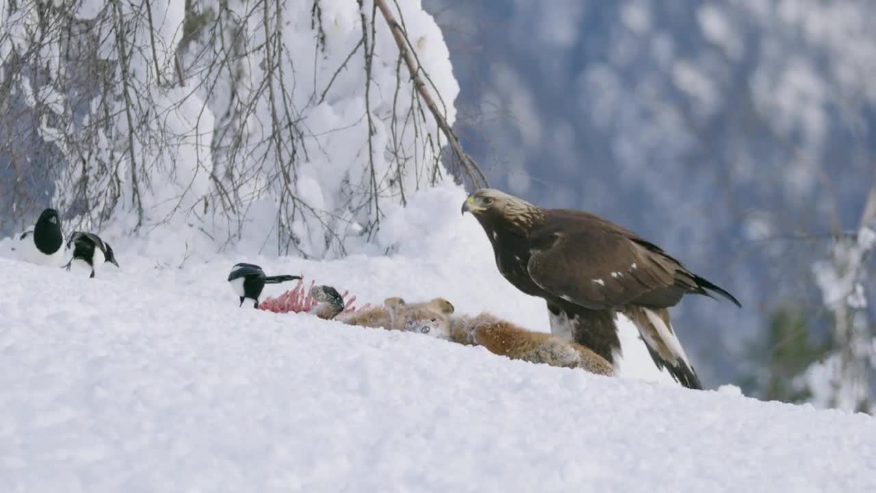 Aggressive golden eagle scaring away crows