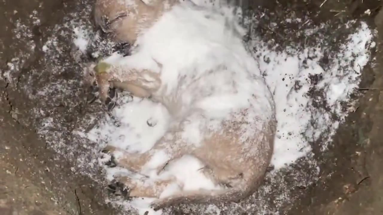 We tried our best to save him 💔 magar kismat ko kuchh manzur tha:)