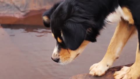 dog enjoying the beach